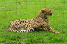 Gepard-3.jpg